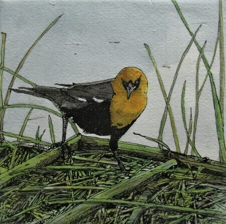 "Yellow Headed Blackbird"